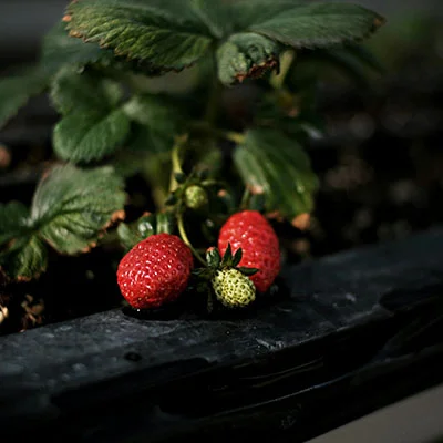 V2ray节点/SSR节点/Clash节点/Shadowrocket节点，10月28日|20.7M/S|免费订阅机场|每天更新免费梯子