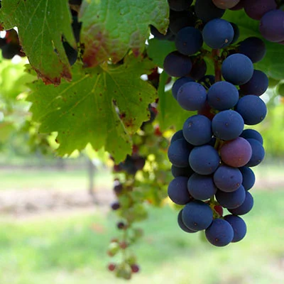 Shadowrocket节点/SSR节点/V2ray节点/Clash节点，12月2日|22.9M/S|免费订阅机场|每天更新免费梯子